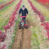 glebogryzarka spalinowa z napedem hortmasz hgs x620n o mocy 5,4 km , szerokosc robocza 62 cm praca.jpg