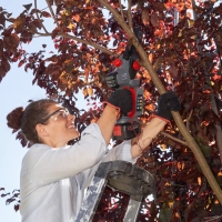 pilarka akumulatorowa lancuchowa alko csm1815 18v comfort z prowadnica 15cm i lancuchem tnacym z akumulatorem b50 2,5ah i ladowarka c50 3,0a przycinanie galezi drzew.jpg