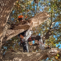 stihl msa 300 co pilarka akumulatorowa lancuchowa z prowadnica 40 cm i lancuchem rs pro prace lesne scinanie drzew.jpg