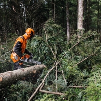 lancuch tnacy w rolce stihl typu pelne dluto, podzialka 3-8, rs, szerokosc 1,6mm, 1640 ogniw prowadzacych, dlugosc 40cm do ms 291, ms 311, ms 361, ms 362, ms 391, ms 400, ms 461, ms462, ms500i, ms661 ciecie drewna z nowym lancuchem.jpg